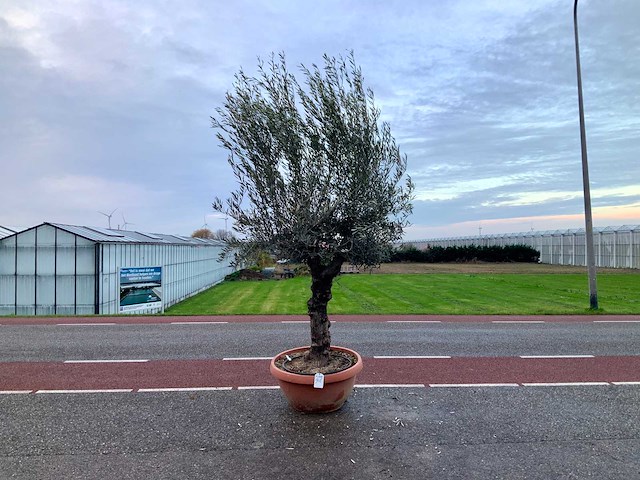 Olijfboom (olea europaea lessini) - afbeelding 1 van  1