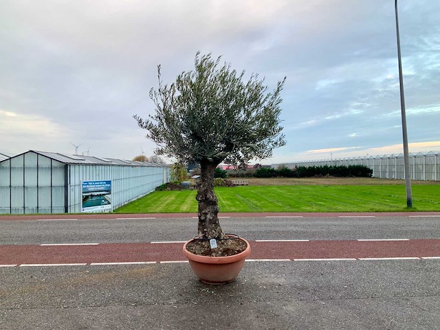 Olijfboom (olea europaea lessini) - afbeelding 1 van  1