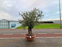 Olijfboom (olea europaea lessini) - afbeelding 1 van  1