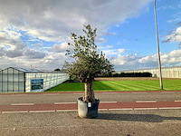 Olijfboom (olea europaea lessini) - afbeelding 1 van  1
