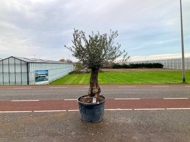 Olijfboom (olea europaea lessini) - afbeelding 1 van  1