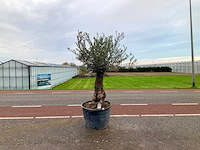 Olijfboom (olea europaea lessini) - afbeelding 1 van  1
