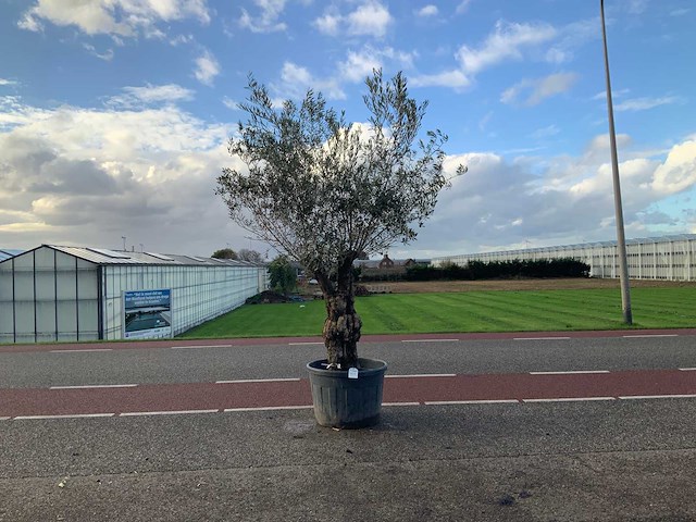 Olijfboom (olea europaea lessini) - afbeelding 1 van  1