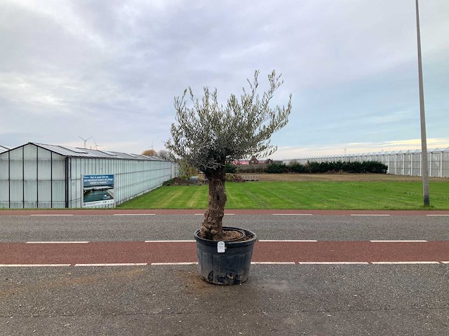Olijfboom (olea europaea lessini) - afbeelding 1 van  1