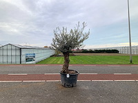 Olijfboom (olea europaea lessini) - afbeelding 1 van  1