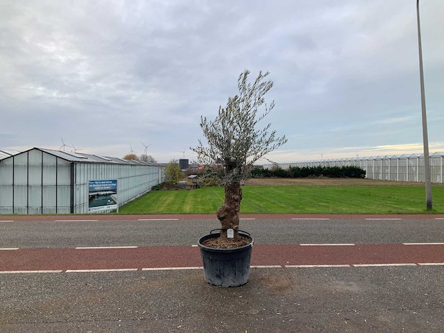 Olijfboom (olea europaea lessini) - afbeelding 1 van  1