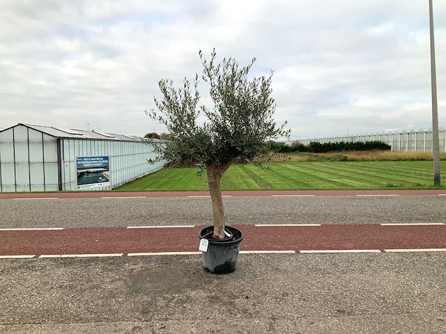 Olijfboom (olea europaea lessini) - afbeelding 1 van  1