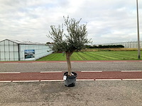 Olijfboom (olea europaea lessini) - afbeelding 1 van  1