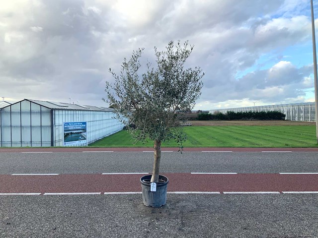 Olijfboom (olea europaea lessini) - afbeelding 1 van  1
