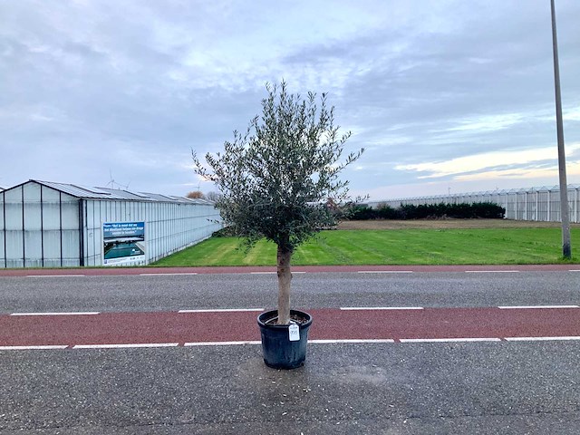 Olijfboom (olea europaea lessini) - afbeelding 1 van  1