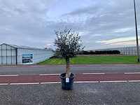 Olijfboom (olea europaea lessini) - afbeelding 1 van  1