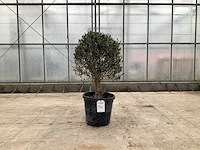Olijfboom (olea europaea lessini) - afbeelding 1 van  1