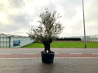 Olijfboom (olea europaea lessini) - afbeelding 1 van  1