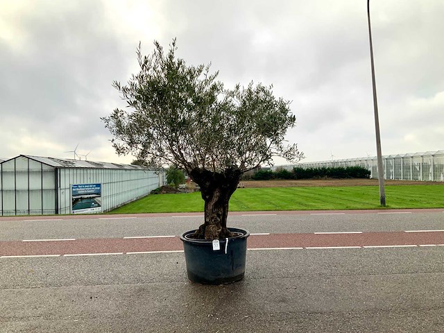 Olijfboom (olea europaea lessini) - afbeelding 1 van  1