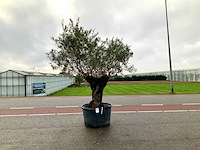 Olijfboom (olea europaea lessini) - afbeelding 1 van  1