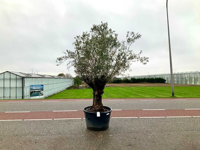 Olijfboom (olea europaea lessini) - afbeelding 1 van  1
