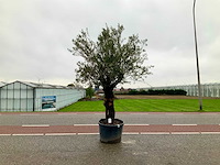 Olijfboom (olea europaea lessini) - afbeelding 1 van  1