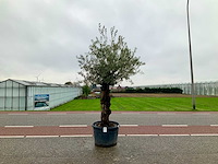 Olijfboom (olea europaea lessini) - afbeelding 1 van  1