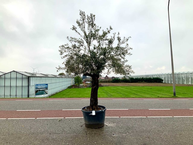 Olijfboom (olea europaea lessini) - afbeelding 1 van  1