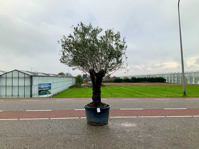 Olijfboom (olea europaea lessini) - afbeelding 1 van  1