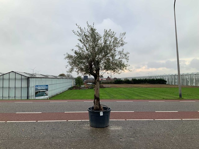 Olijfboom (olea europaea lessini) - afbeelding 1 van  1
