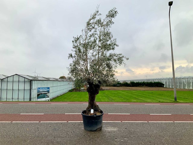 Olijfboom (olea europaea lessini) - afbeelding 1 van  1