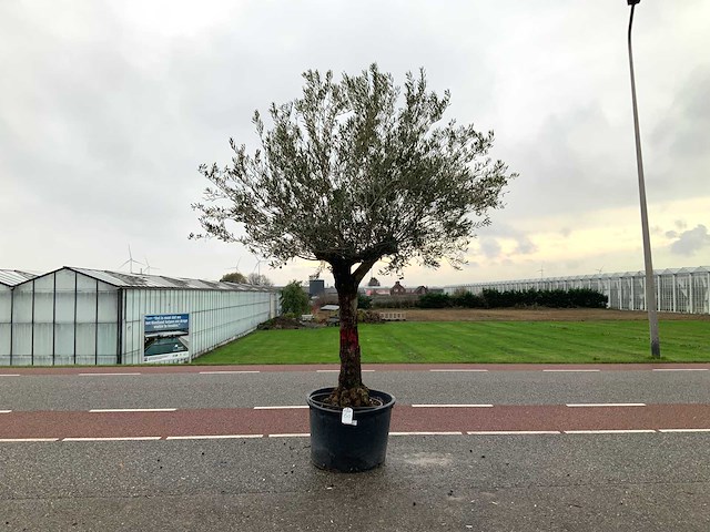 Olijfboom (olea europaea lessini) - afbeelding 1 van  1
