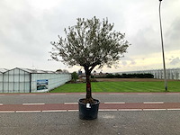 Olijfboom (olea europaea lessini) - afbeelding 1 van  1
