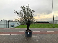 Olijfboom (olea europaea lessini) - afbeelding 1 van  1