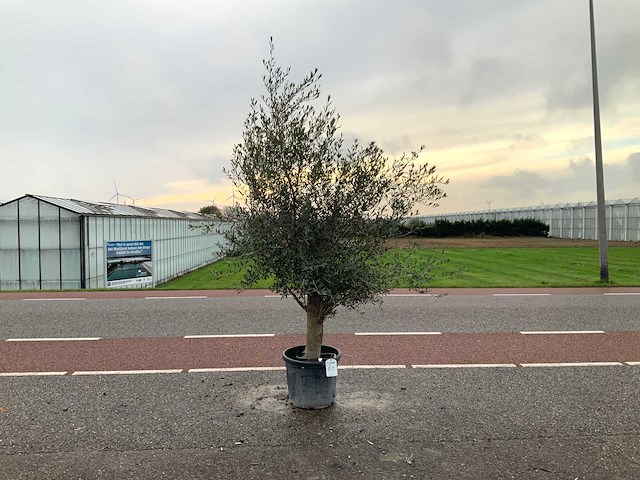 Olijfboom (olea europaea lessini) - afbeelding 1 van  1