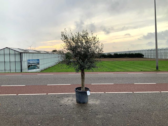 Olijfboom (olea europaea lessini) - afbeelding 1 van  1