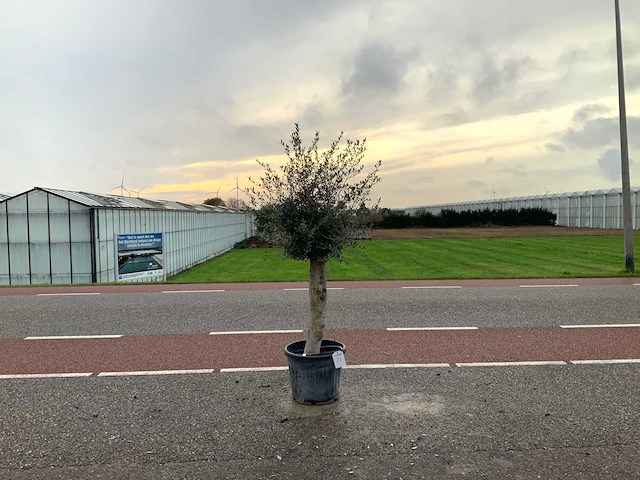 Olijfboom (olea europaea lessini) - afbeelding 1 van  1