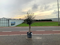 Olijfboom (olea europaea lessini) - afbeelding 1 van  1