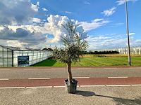 Olijfboom (olea europaea lessini) - afbeelding 1 van  1