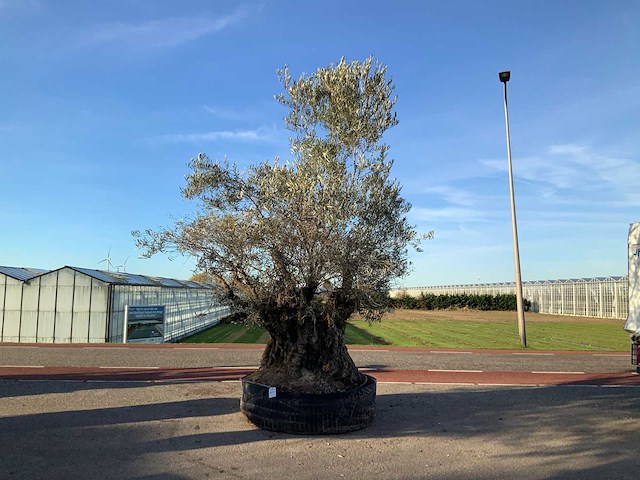 Olijfboom (olea europaea lessini) - afbeelding 1 van  1