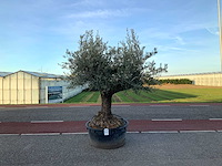 Olijfboom (olea europaea lessini) - afbeelding 1 van  1