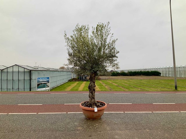 Olijfboom (olea europaea lessini) - afbeelding 1 van  1