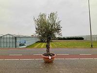 Olijfboom (olea europaea lessini) - afbeelding 1 van  1