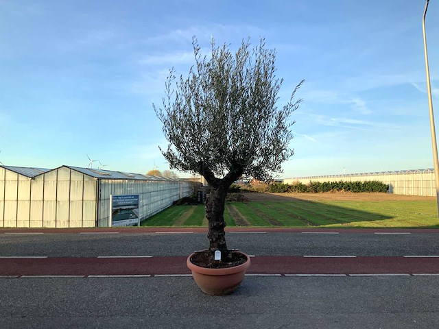 Olijfboom (olea europaea lessini) - afbeelding 1 van  1