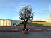 Olijfboom (olea europaea lessini) - afbeelding 1 van  1