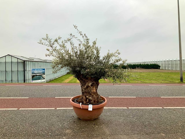 Olijfboom (olea europaea lessini) - afbeelding 1 van  1