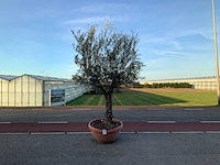 Olijfboom (olea europaea lessini) - afbeelding 1 van  1
