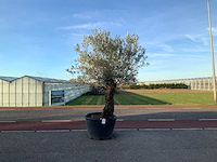 Olijfboom (olea europaea lessini) - afbeelding 1 van  1
