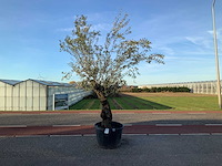 Olijfboom (olea europaea lessini) - afbeelding 1 van  1