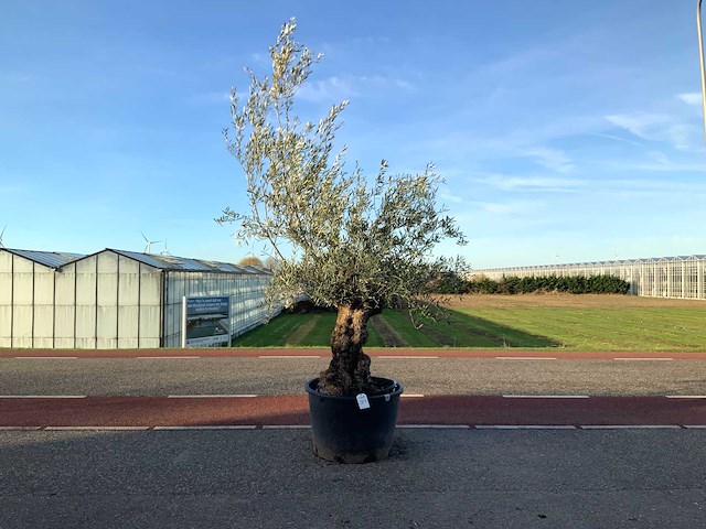 Olijfboom (olea europaea lessini) - afbeelding 1 van  1