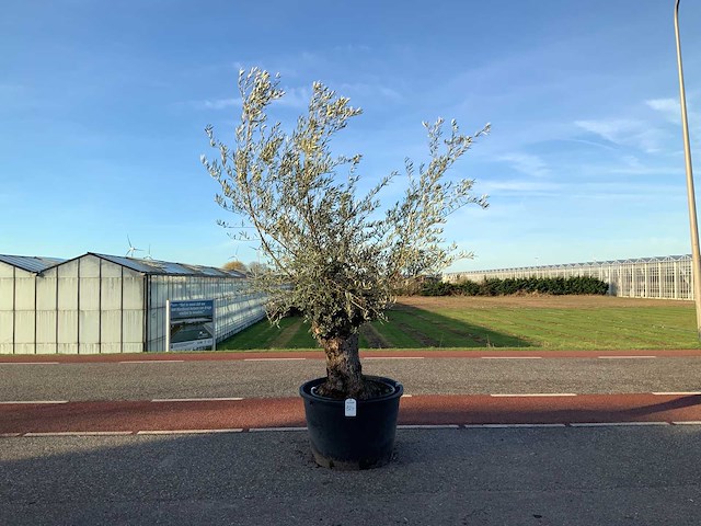 Olijfboom (olea europaea lessini) - afbeelding 1 van  1