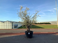 Olijfboom (olea europaea lessini) - afbeelding 1 van  1
