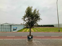 Olijfboom (olea europaea lessini) - afbeelding 1 van  1