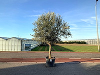 Olijfboom (olea europaea lessini) - afbeelding 1 van  1