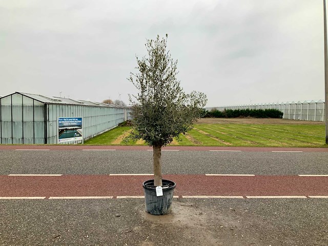 Olijfboom (olea europaea lessini) - afbeelding 1 van  1